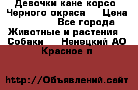 Девочки кане корсо. Черного окраса.  › Цена ­ 65 000 - Все города Животные и растения » Собаки   . Ненецкий АО,Красное п.